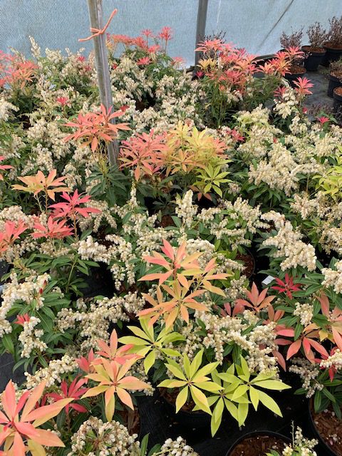 Pieris Mountain Fire