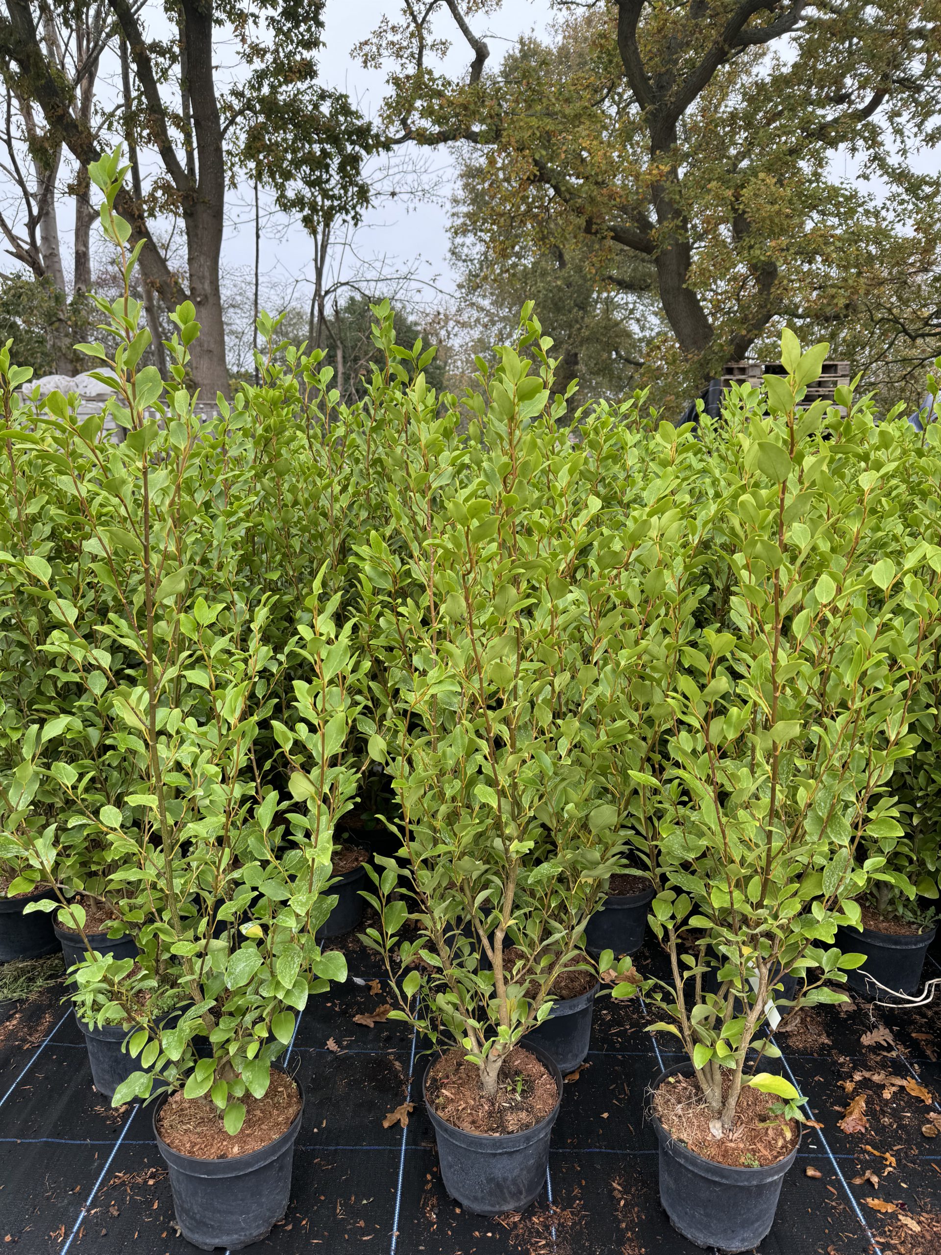 Griselinia Littoralis 5L