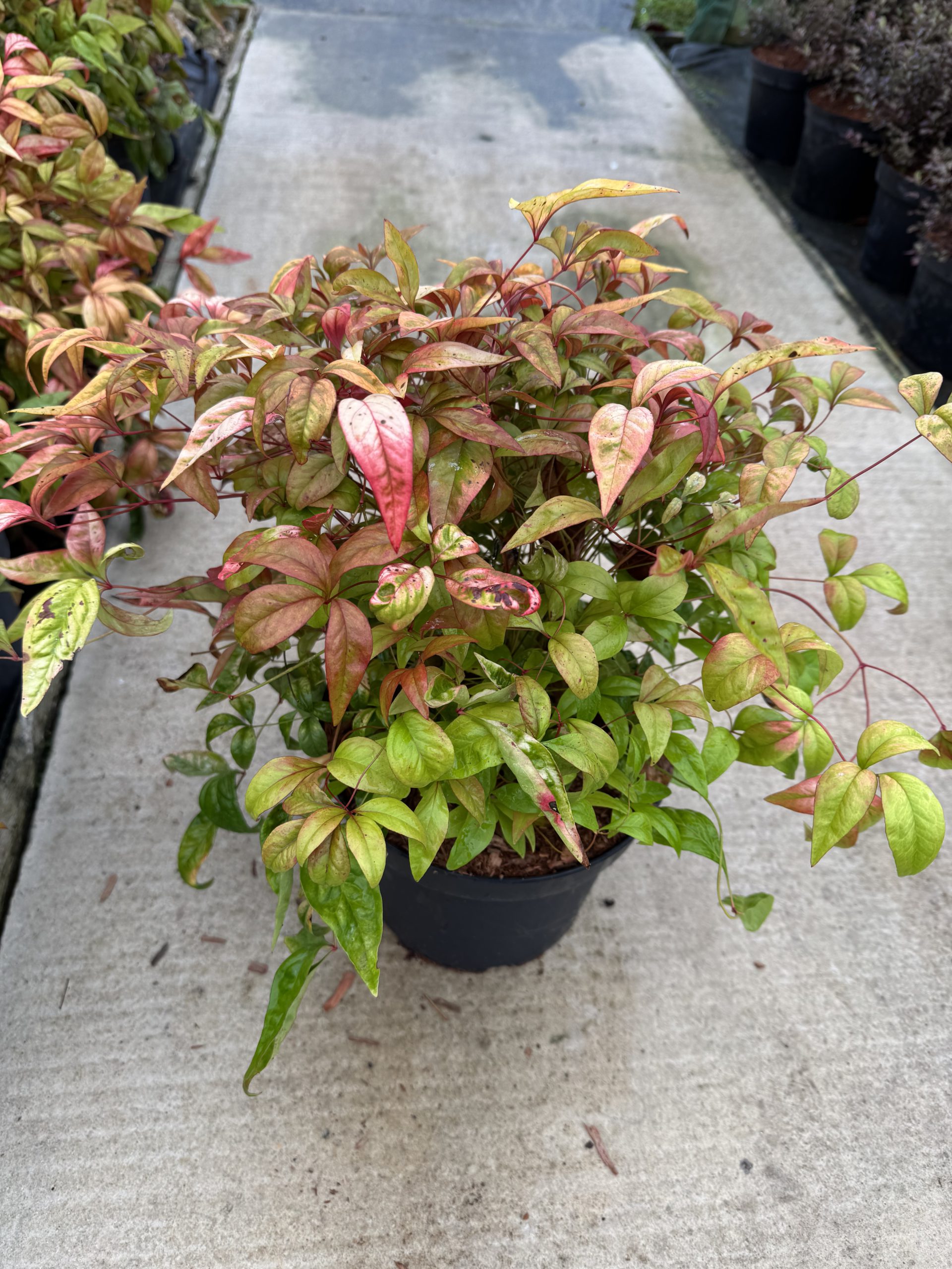 Nandina Fire 5L