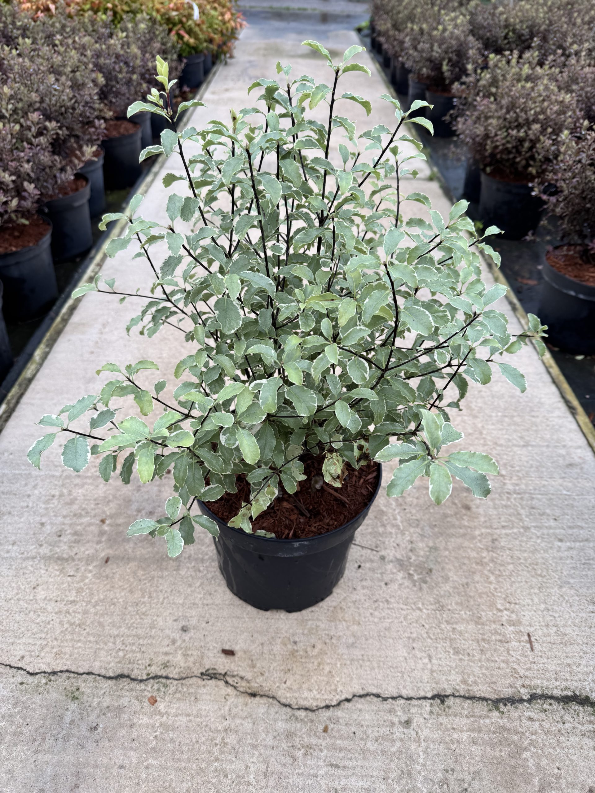 Pittosporum Silver Queen 5L