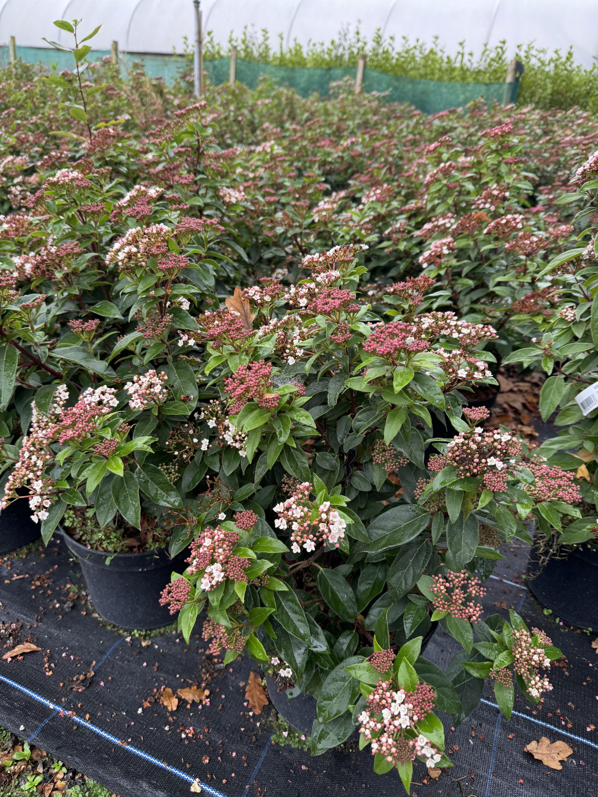 Viburnum Eve Price 5L