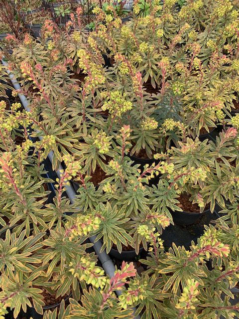 Euphorbia Ascot Rainbow