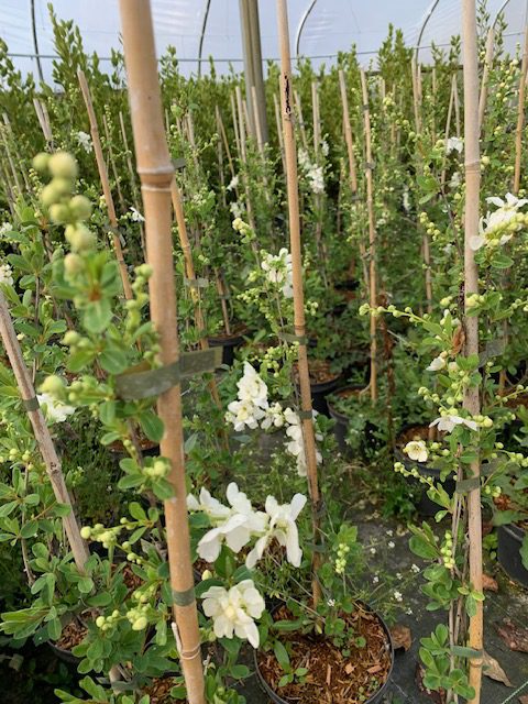 Exochorda The Bride